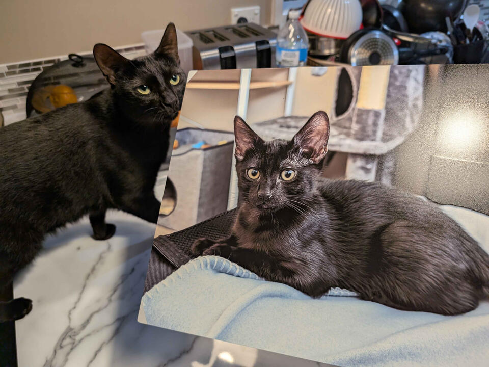 Black cat called Prince, in the Makers Muse workshop standing next to a large printed photo of himself as a kitten on a canvas. The kitten shot is baby Prince lying down, with big ears and large gold eyes!