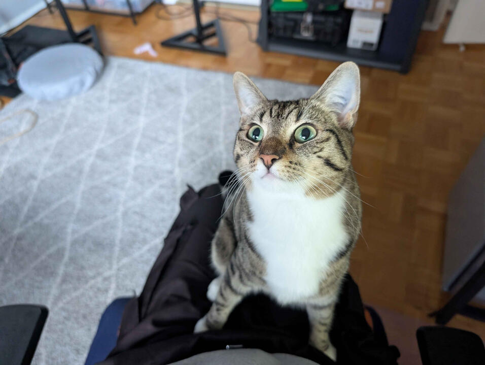 Cute tabby cat with white throat and curly tail, called Tully. A close up shot of Tully, looking up adoringly and expectantly to the left, while sitting on Angus's lap.